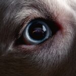 Dark Web News