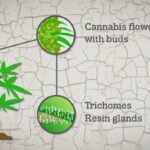 Best Darknet Markets For Marijuana
