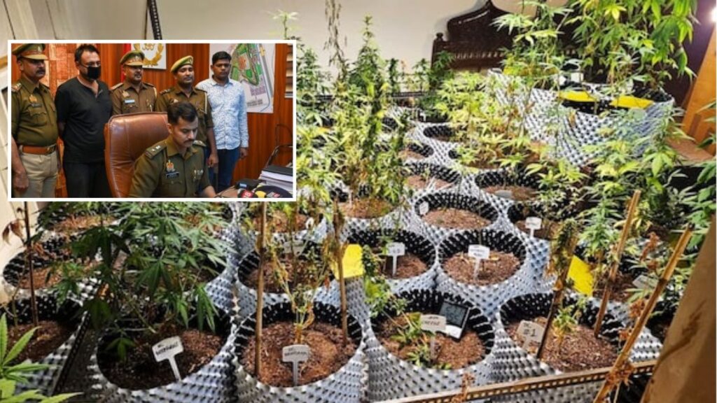 cannabis dark web