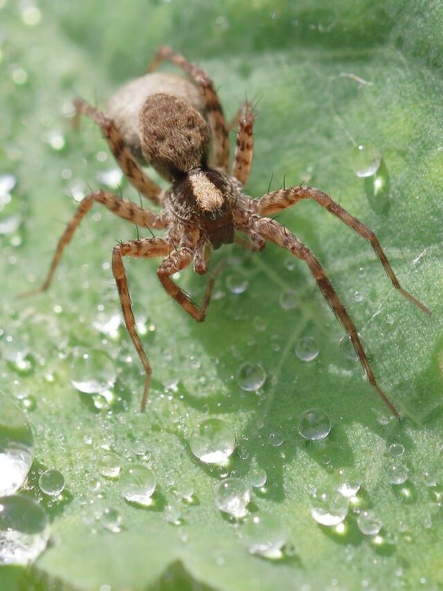 dark web poison